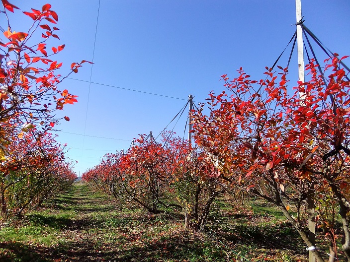 雪化粧のブルーベリーたち あきた芸術村 雪化粧のブルーベリーたち あきた芸術村