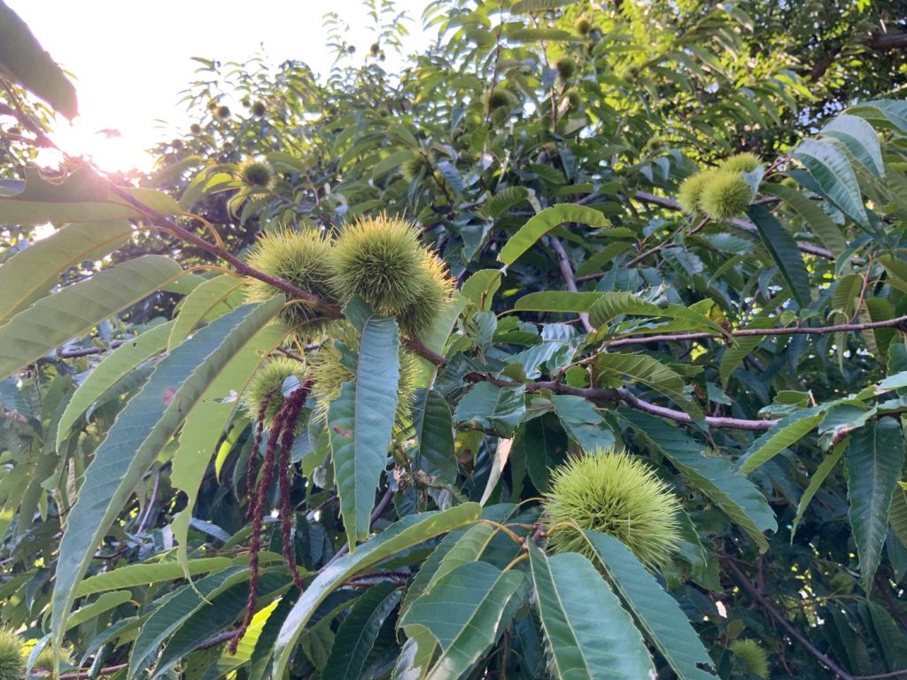 今年８月の栗