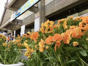 正面階段の花