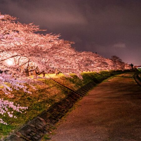 4月15日～25日】ゆぽぽ宿泊者限定 夜桜バス運行のお知らせ | あきた芸術村